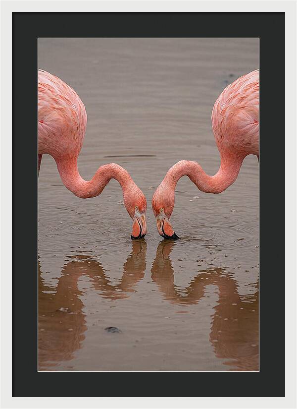 Flamingos Feeding Together