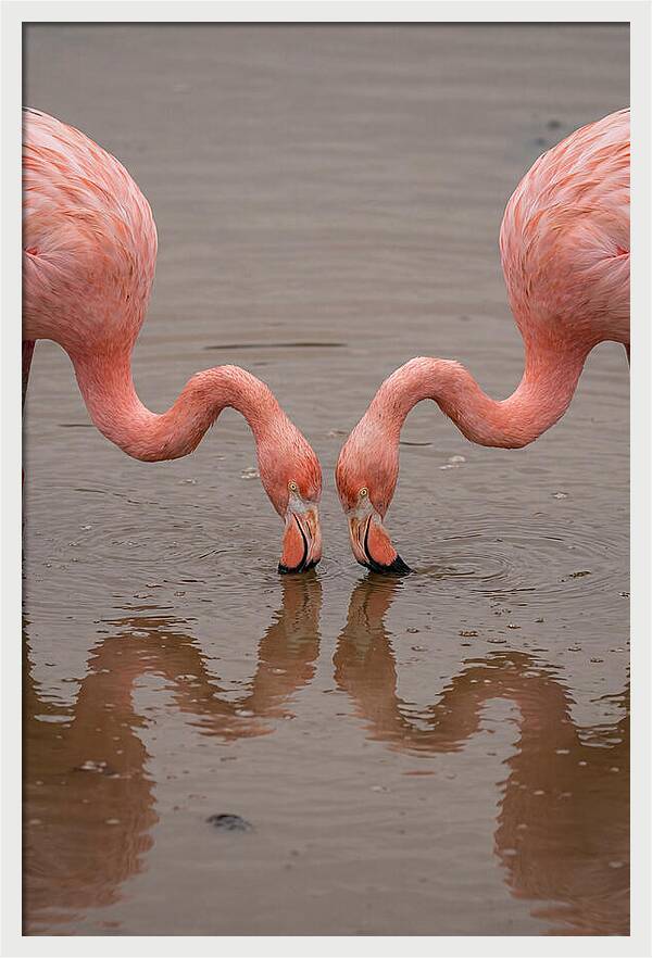 Flamingos Feeding Together