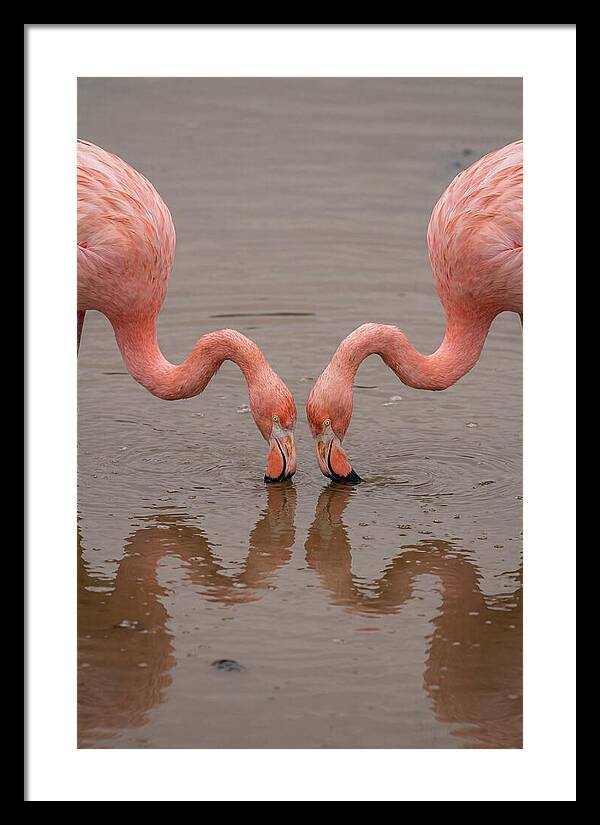 Flamingos Feeding Together