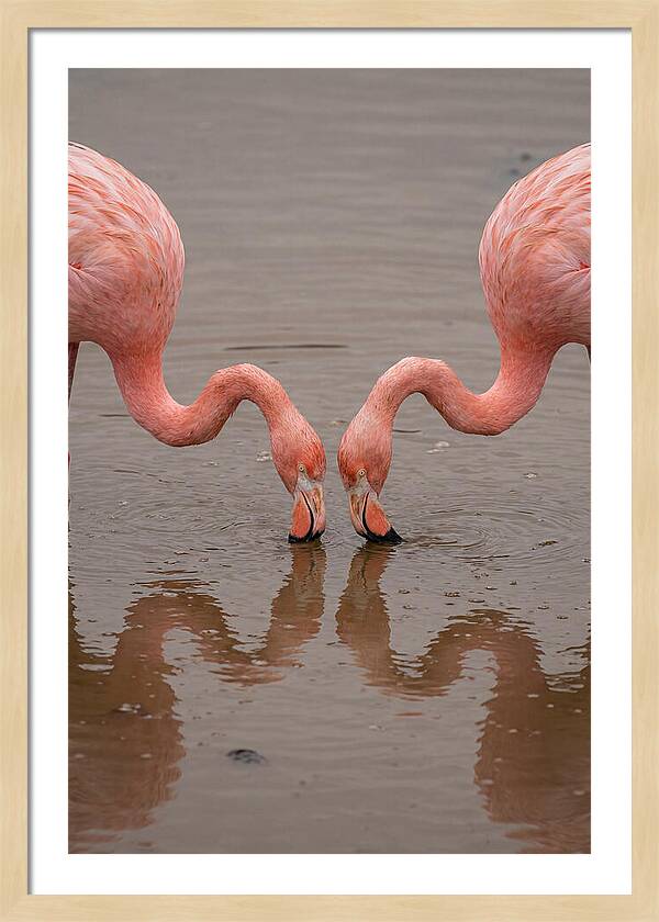 Flamingos Feeding Together