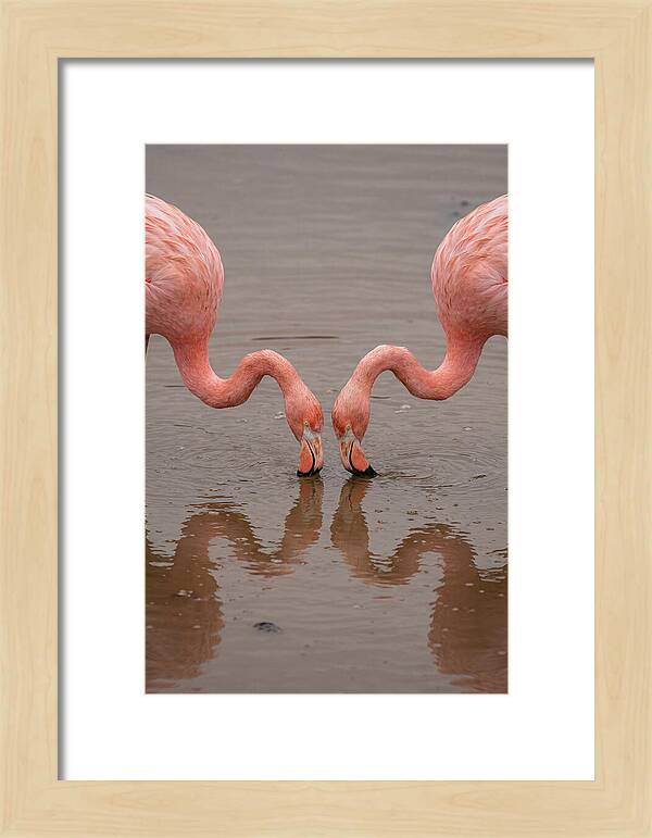 Flamingos Feeding Together
