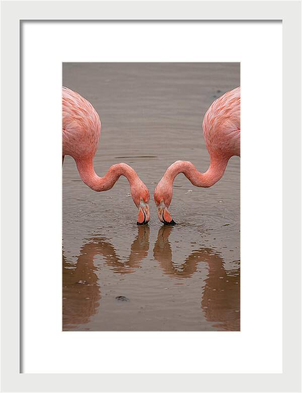 Flamingos Feeding Together