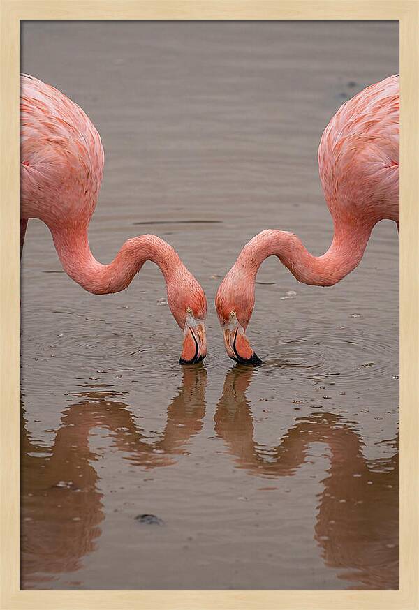 Flamingos Feeding Together