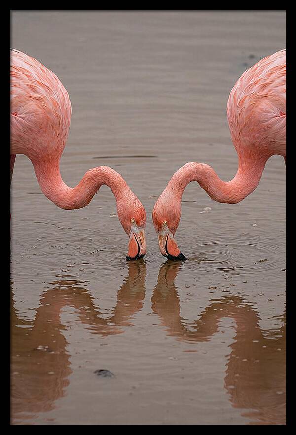 Flamingos Feeding Together