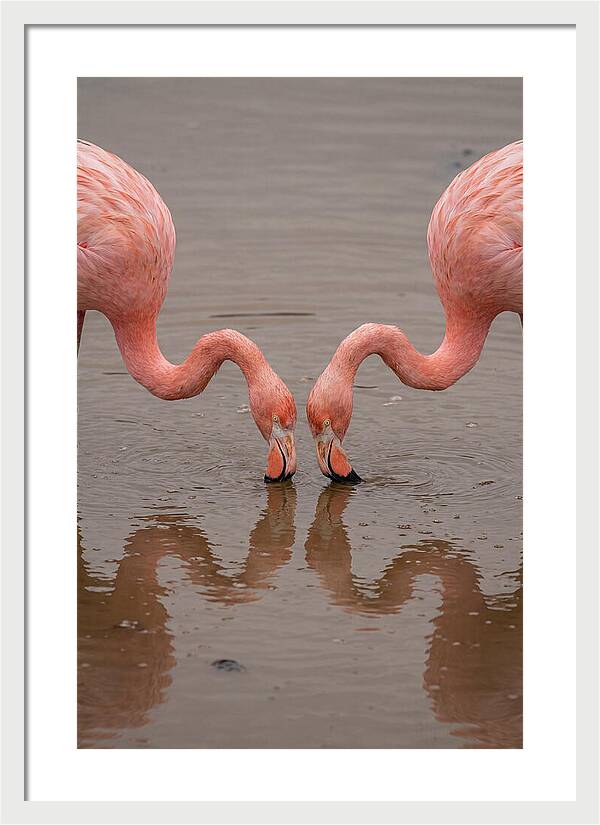 Flamingos Feeding Together