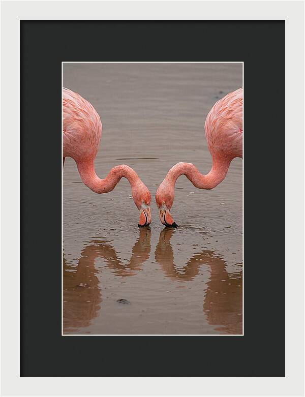 Flamingos Feeding Together