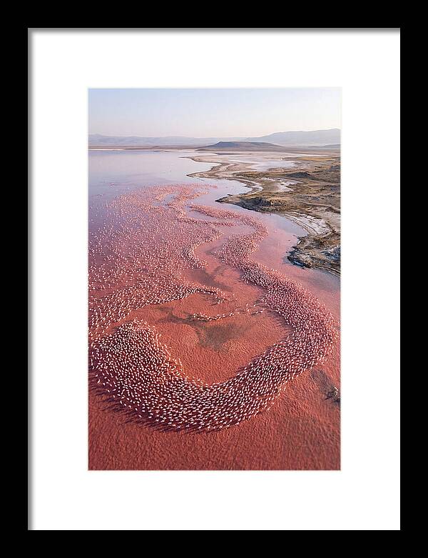 Flamingos In Flight Formation