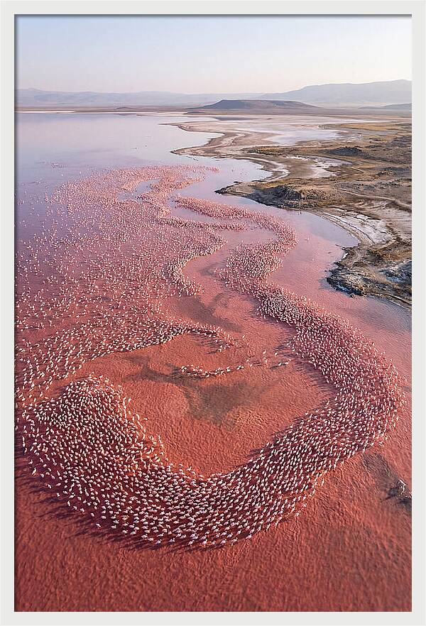 Flamingos In Flight Formation