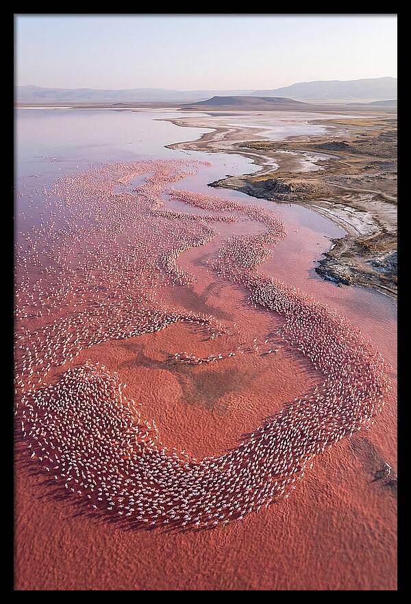 Flamingos In Flight Formation
