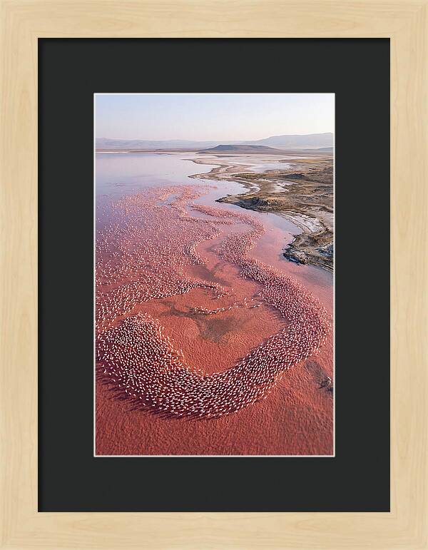 Flamingos In Flight Formation