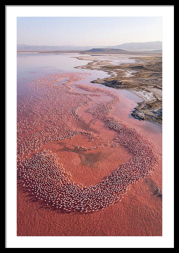 Flamingos In Flight Formation