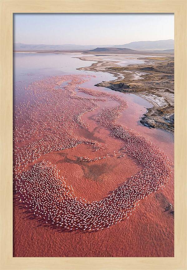 Flamingos In Flight Formation