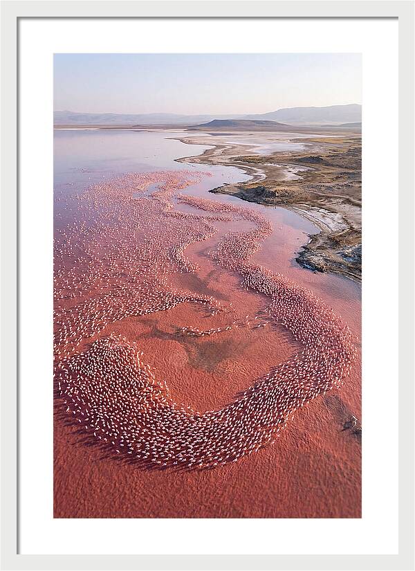 Flamingos In Flight Formation