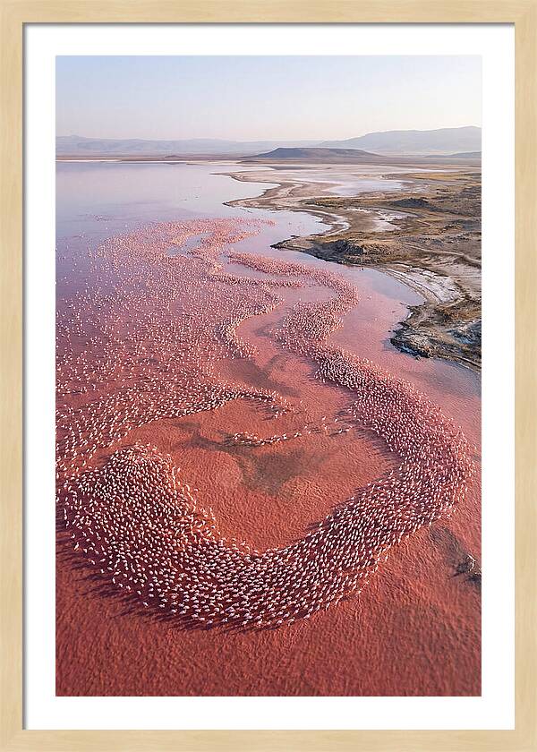 Flamingos In Flight Formation