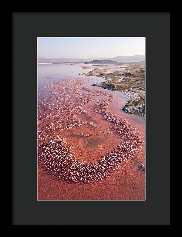 Flamingos In Flight Formation