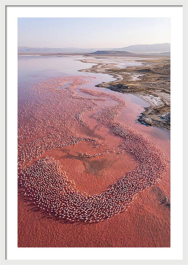 Flamingos In Flight Formation