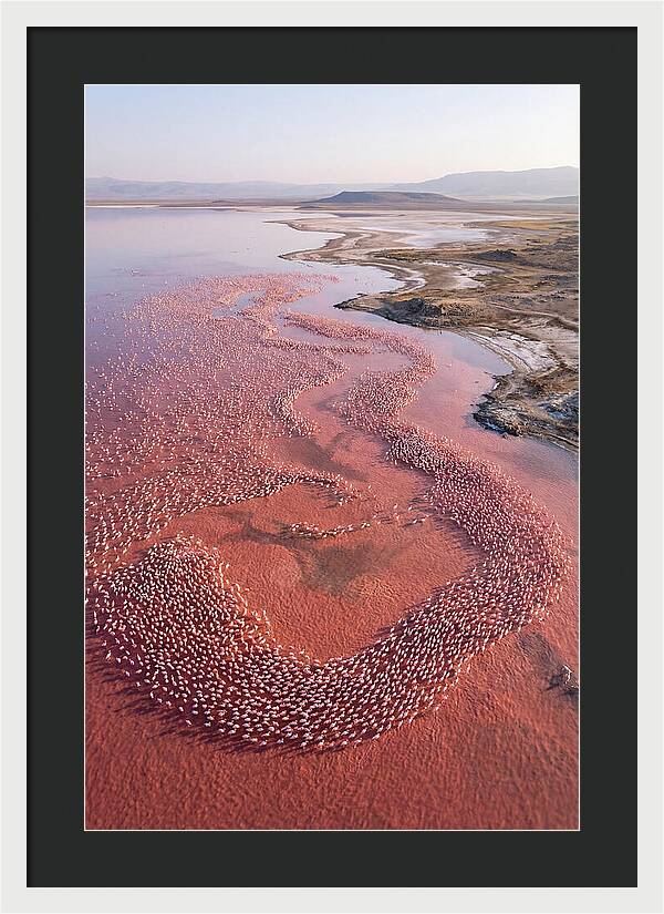 Flamingos In Flight Formation