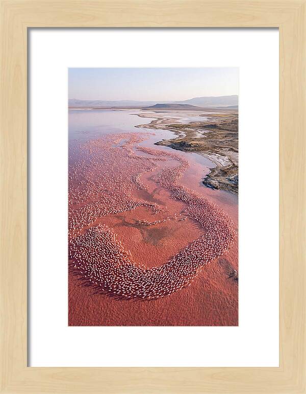Flamingos In Flight Formation