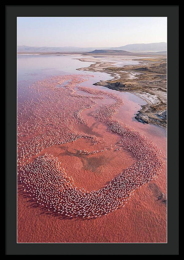Flamingos In Flight Formation