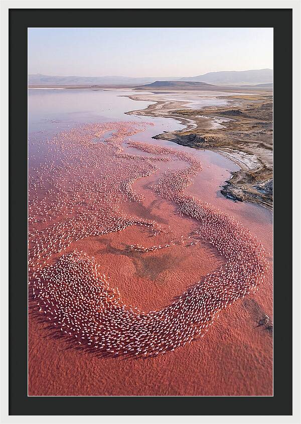 Flamingos In Flight Formation