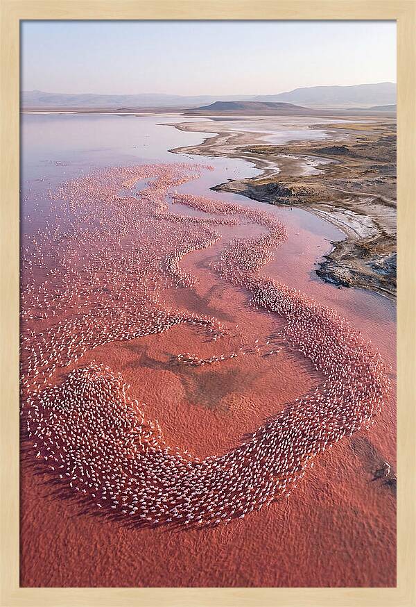 Flamingos In Flight Formation