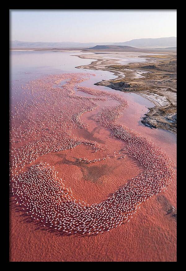 Flamingos In Flight Formation
