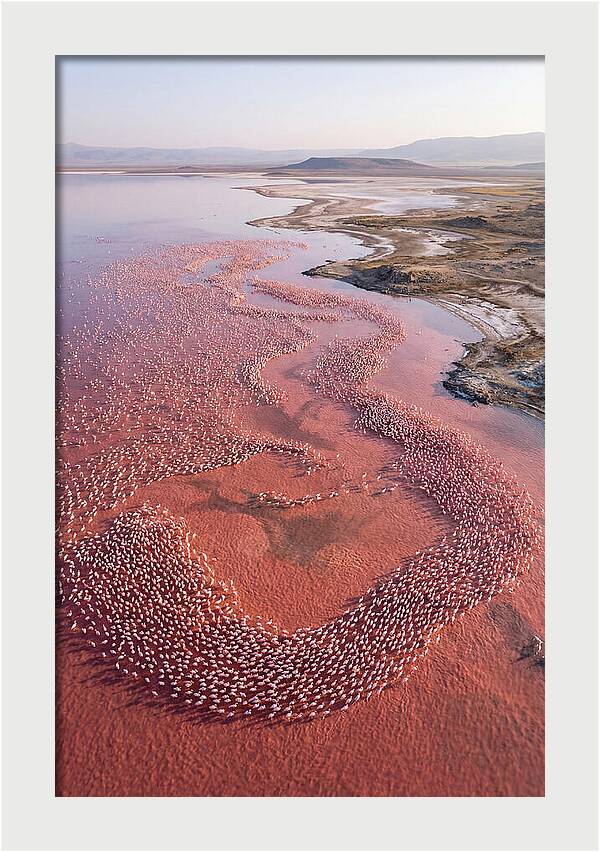 Flamingos In Flight Formation