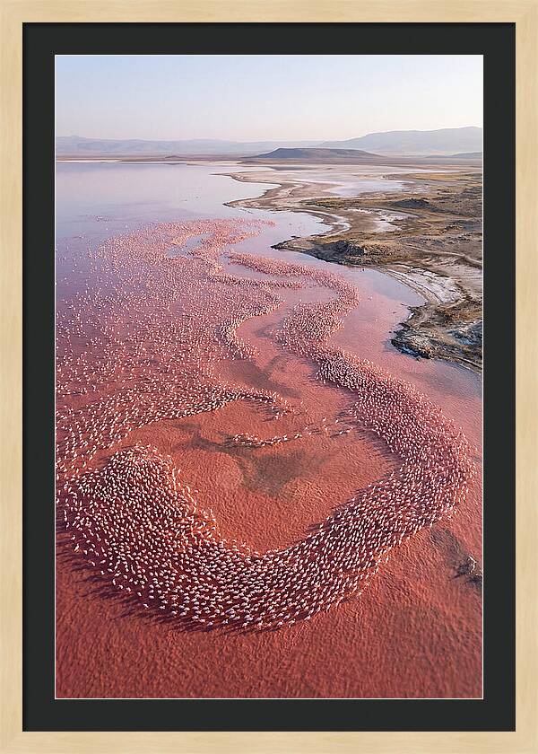 Flamingos In Flight Formation