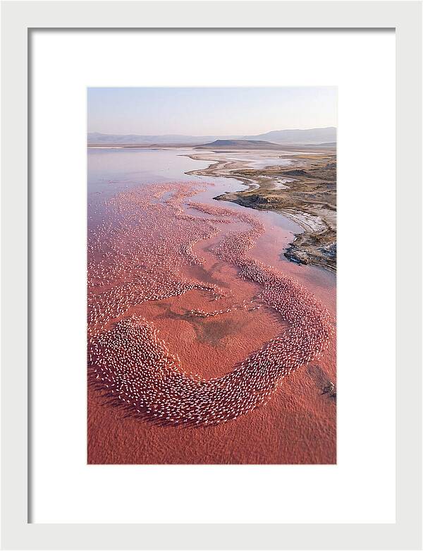 Flamingos In Flight Formation