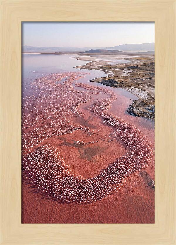 Flamingos In Flight Formation