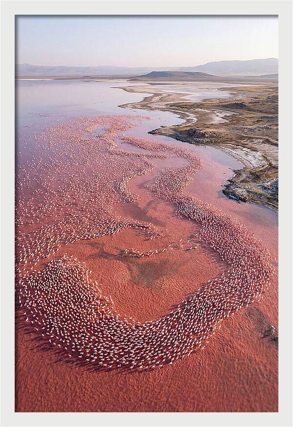 Flamingos In Flight Formation