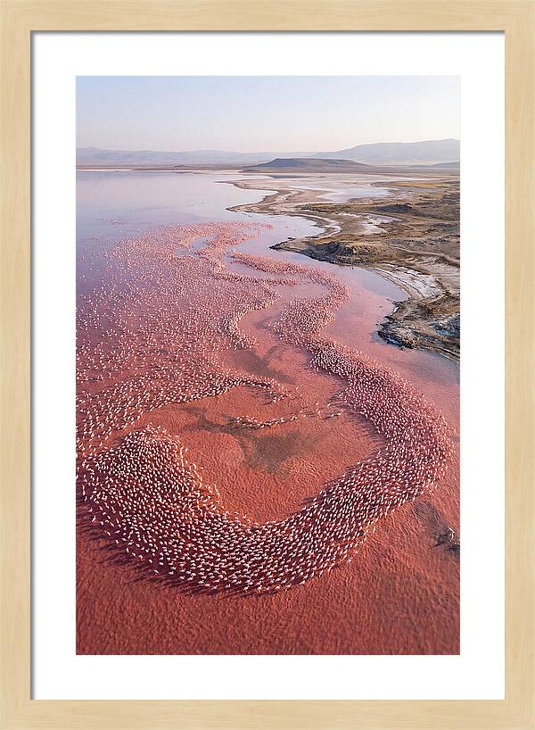 Flamingos In Flight Formation