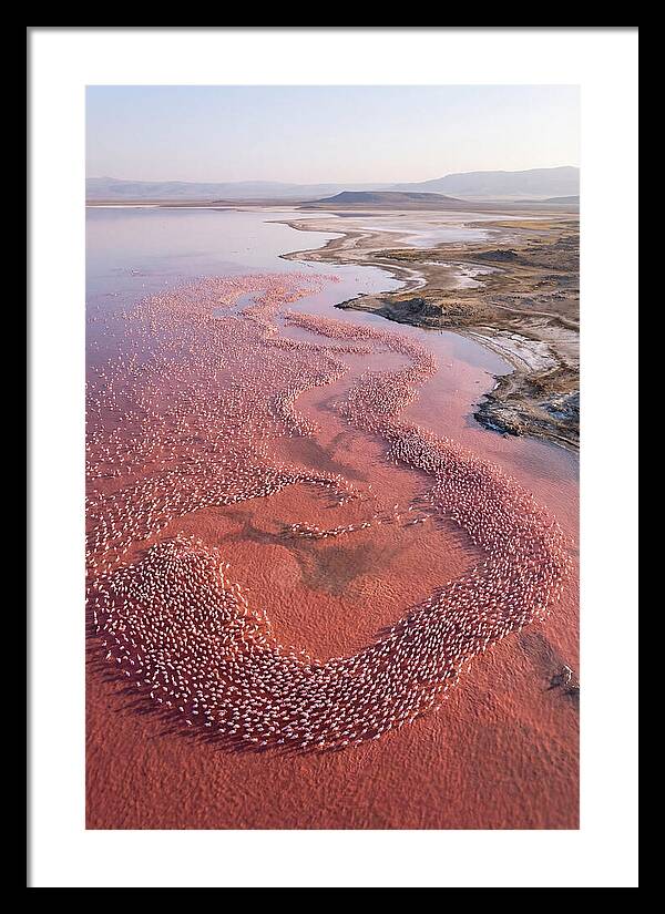 Flamingos In Flight Formation