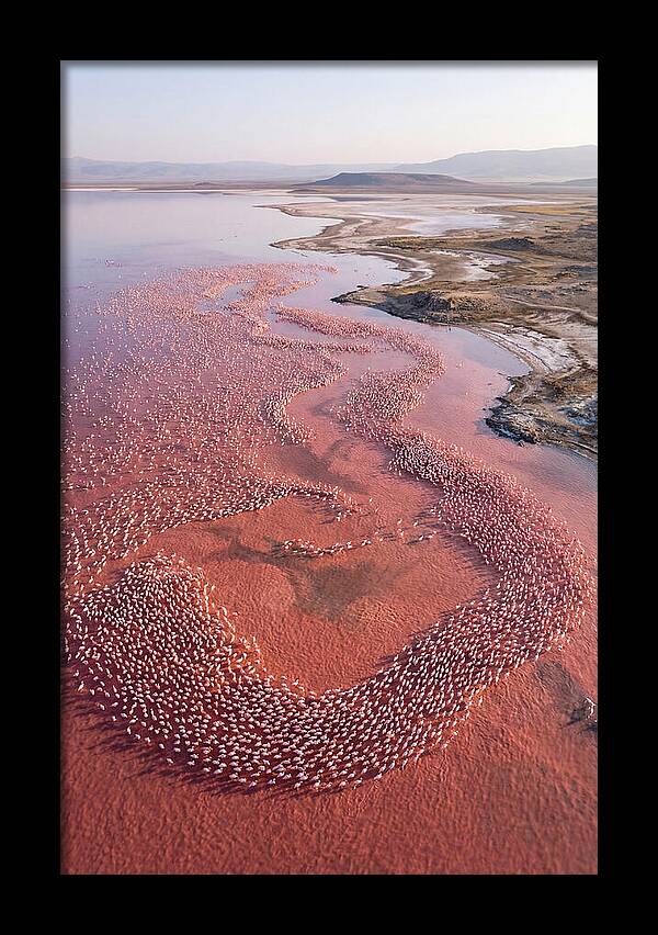 Flamingos In Flight Formation