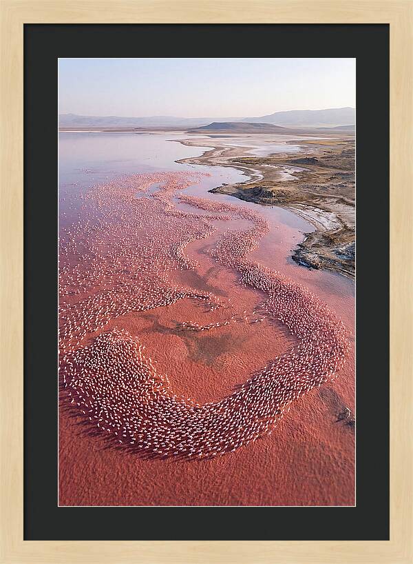 Flamingos In Flight Formation