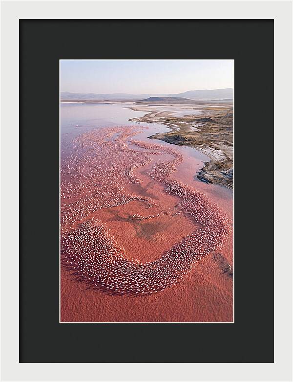 Flamingos In Flight Formation