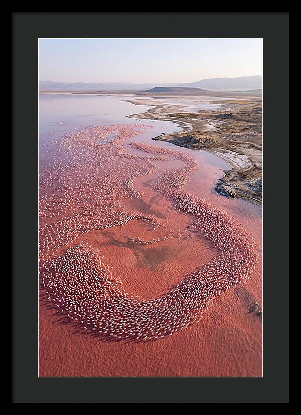 Flamingos In Flight Formation