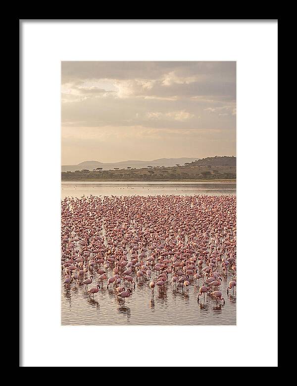 Flamingos In Harmony