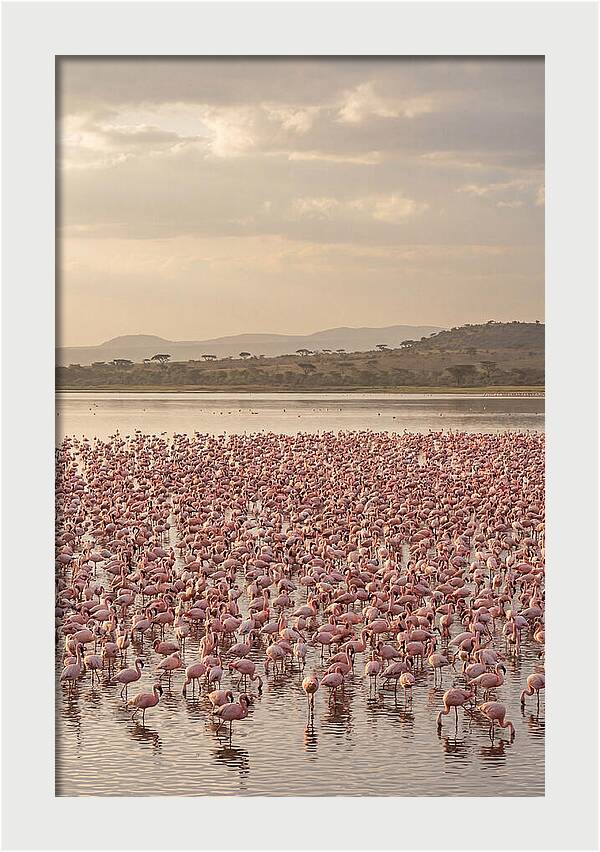 Flamingos In Harmony
