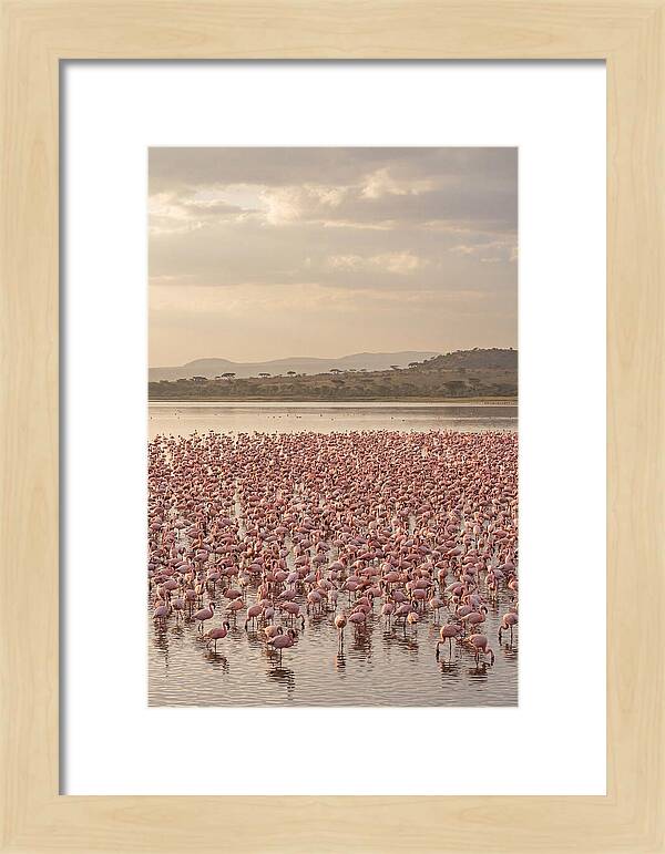 Flamingos In Harmony