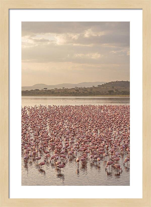 Flamingos In Harmony