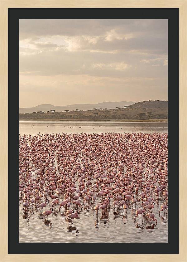 Flamingos In Harmony