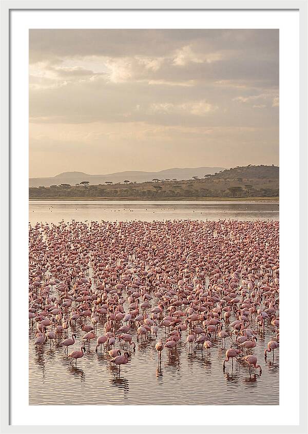Flamingos In Harmony