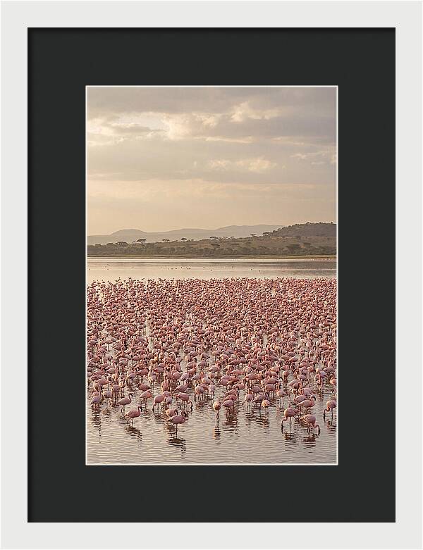 Flamingos In Harmony