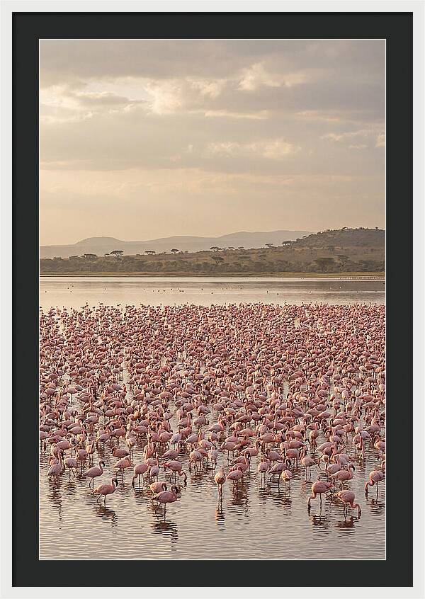 Flamingos In Harmony
