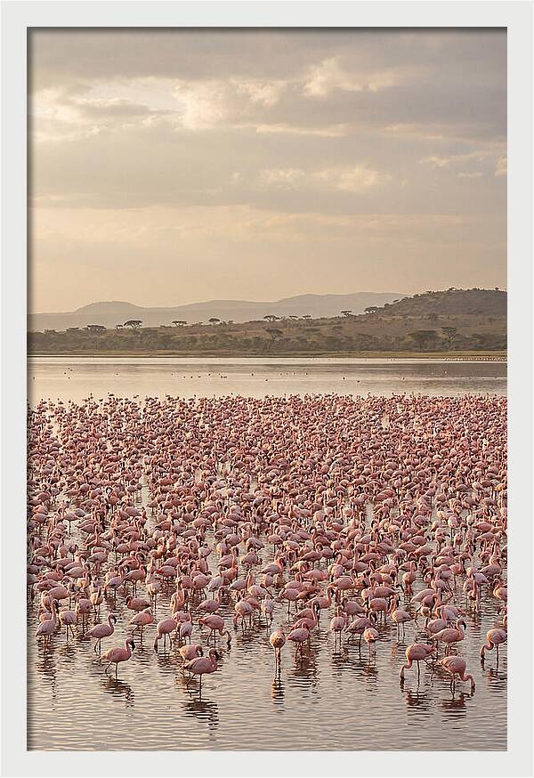 Flamingos In Harmony