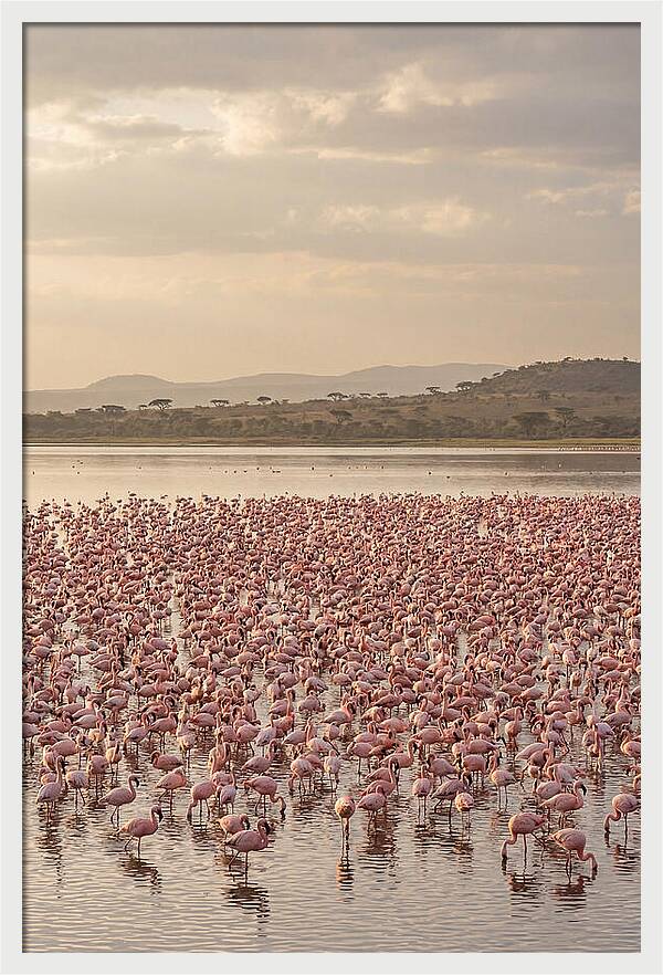 Flamingos In Harmony