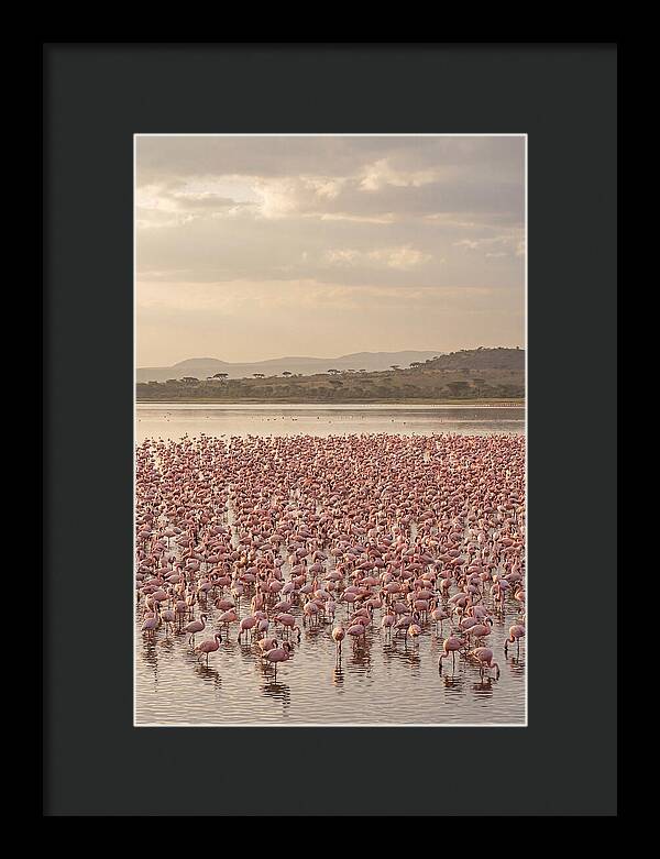Flamingos In Harmony