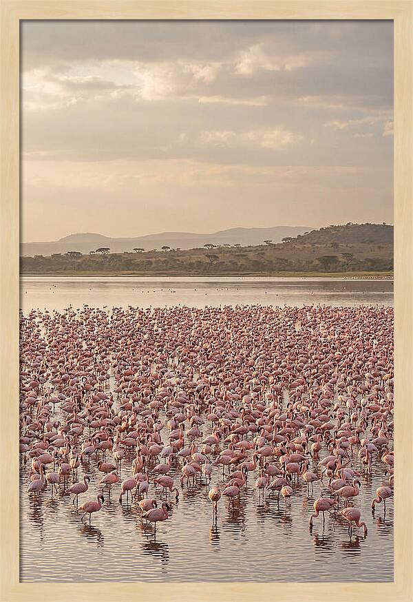 Flamingos In Harmony