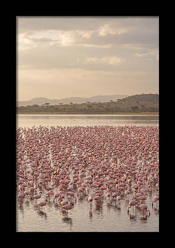 Flamingos In Harmony